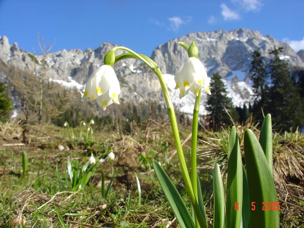 Holiday Chalet "Alpine Dreams" With Private Wellness Solčava 外观 照片